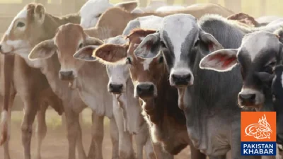 Progress in Agricultural Revolution by Day Zee Under Green Pakistan Initiative