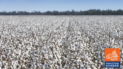 Cotton Year 2025-26: Production Falls 45% Short of Target