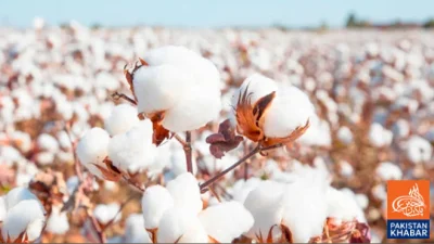 Impact of US-Israel-Iran Tensions: Cotton Prices Surge in Pakistan