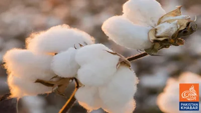 Gulf Conflict Pushes Cotton and Cottonseed Prices to Record Highs in Pakistan