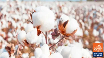 Rains and War Impact Push Cotton Prices to Record High