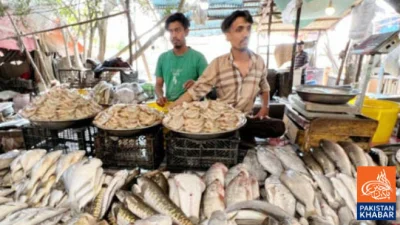 Pakistani Fish Exports to Russia Open Up, 16 Companies Granted Approval