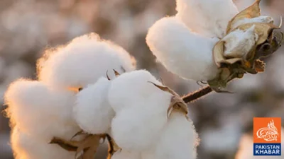 Cotton Spot Rate Suspension Affects Market, Pakistan Loses Representation in Global Cotton Market