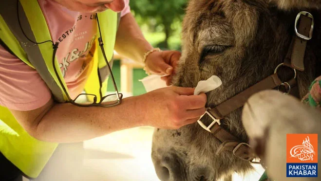 Mental Health Treatment Using Donkeys in French Hospital Amazes Everyone
