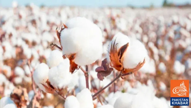 Cotton market sees stability as spot rate resumption improves outlook