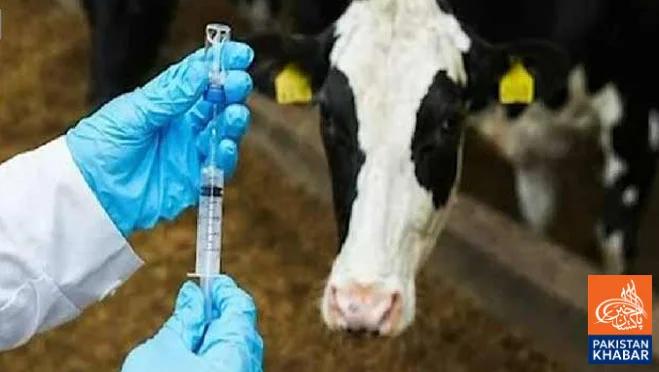 Russian Foot and Mouth vaccine restored, major boost for livestock sector