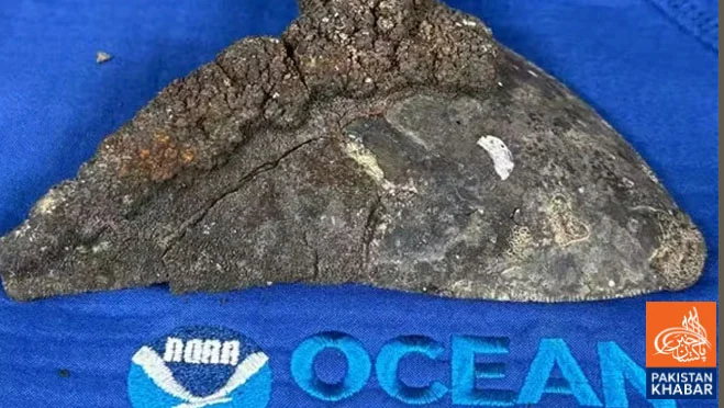Giant Megalodon Shark Fossil Teeth Found in Pacific Ocean