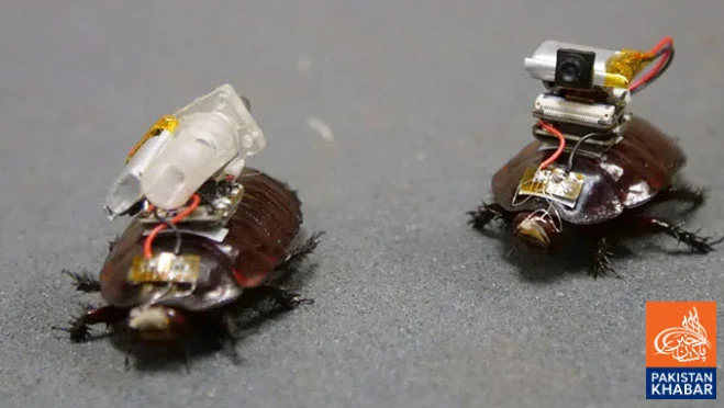 Australian Scientists Develop Drug-Delivering Cyborg Cockroaches
