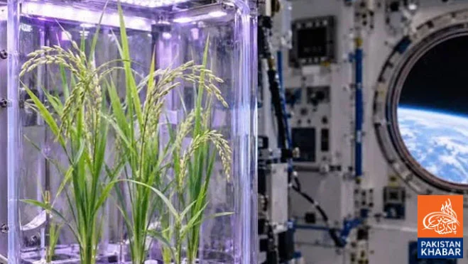 China Successfully Grows 14 Types of Plants on Space Station