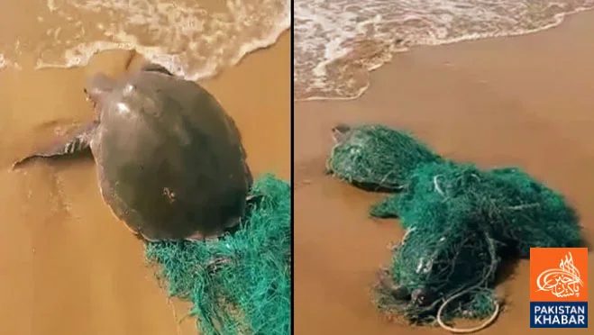 Fishermen Rescue Two Rare Sea Turtles Near Jiwani in 37th Incident in 15 Years