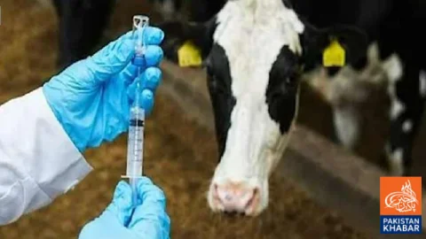 Russian Foot and Mouth vaccine restored, major boost for livestock sector