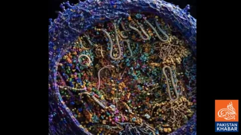 Most Detailed Three-Dimensional Video Of Human Cell Unveiled By Scientists