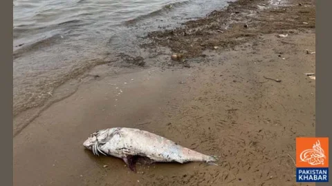 Toxic Algae Behind Australia Marine Deaths Identified