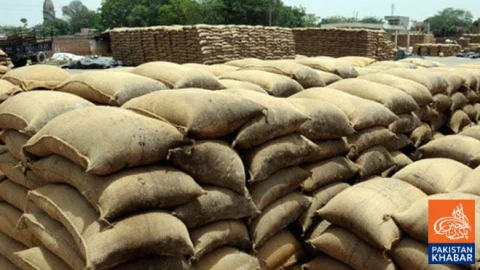 Punjab’s Wheat Procurement System Fails, New Model Planned