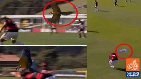 Parrot Interrupts Football Match in Brazil, Players Left Surprised