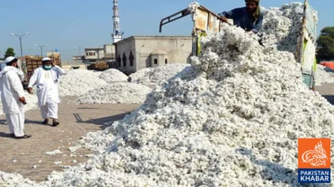 Cotton Production Rises 25%, Sindh Leads