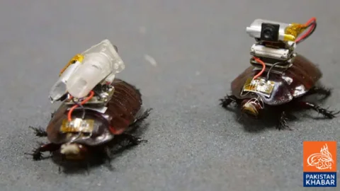 Australian Scientists Develop Drug-Delivering Cyborg Cockroaches