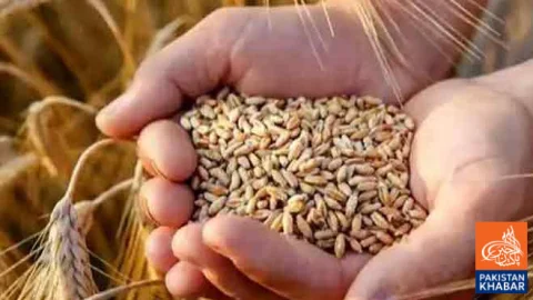 Government Approves Import of 750,000 Tons of Wheat